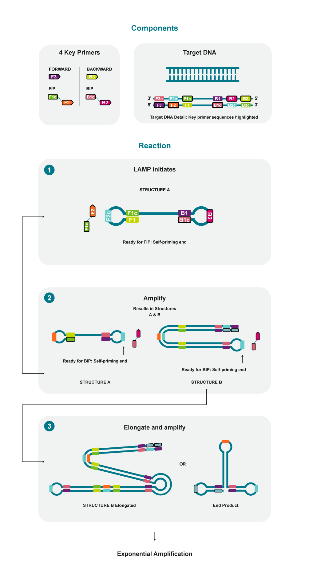 Loop-mediated isothermal amplification (LAMP) process