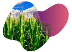 landing_page_image_corn (1) (1)