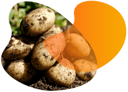 landing_page_image_potato