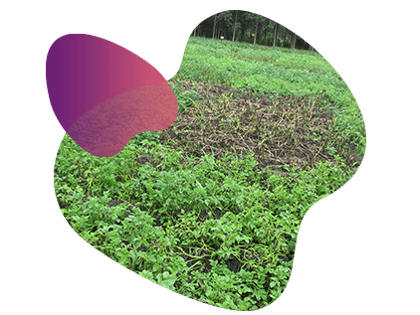 Late Blight susceptible clone: potato crop research