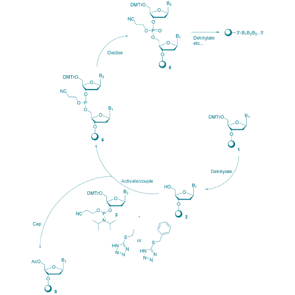 Oligonucleotide synthesis: Introduction to phosphoramidite chemistry