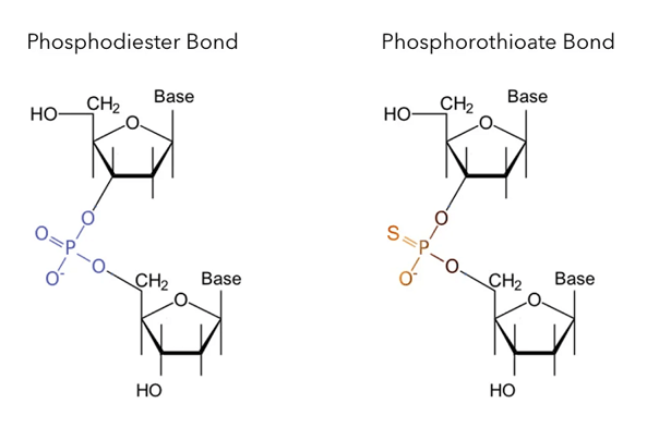Know your oligo: phosphorothioate bonds