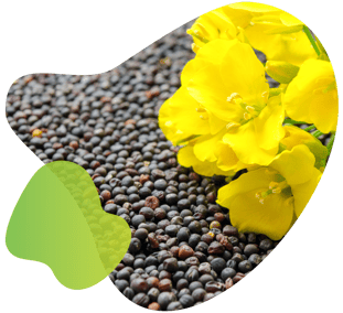 rapeseed yellow flower branded