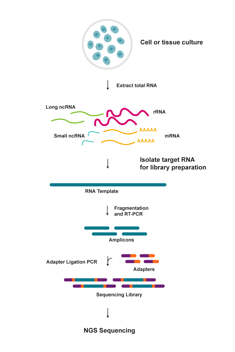 Basic steps in an RNA sequencing workflow