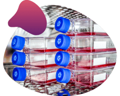 sL image Tissue Culture Flask