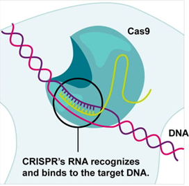 sgRNA guides Cas9 to cleave the target DNA