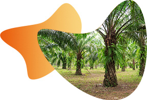 sustainable-oil-palm-1