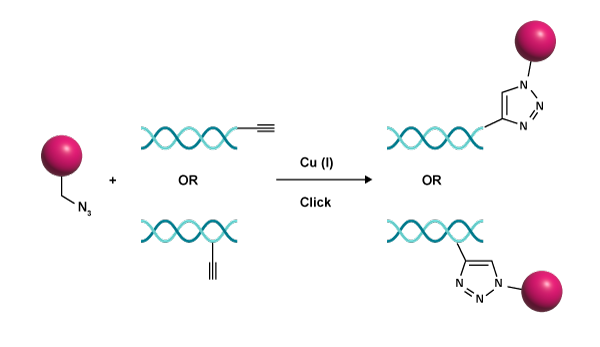 Cu- alkyne–azide cycloaddition (CuAAC) reaction in click chemistry