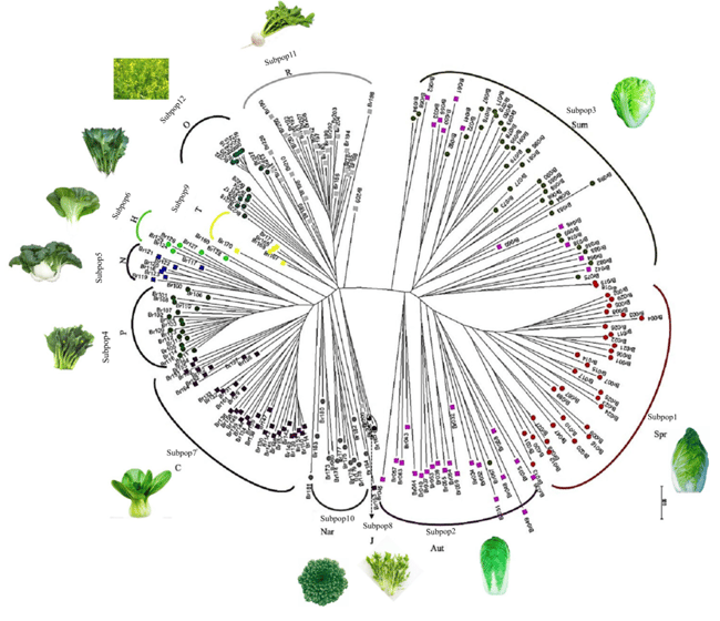 Establishment Of Kasp Marker Library For Genetic Diversity Analysis In Brassica Rapa Crops