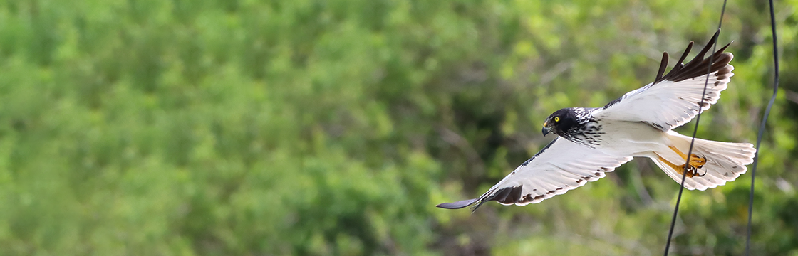 Guiding Réunion harrier conservation with population genomics