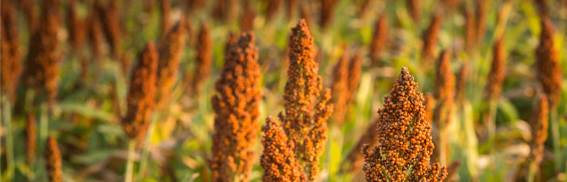 How the International Crops Research Institute for the Semi-Arid Tropics used KASP to advance genotyping solutions for sorghum breeding