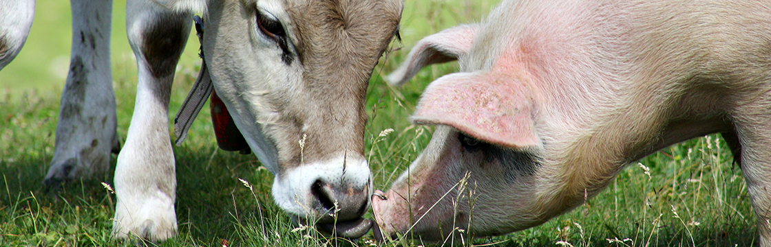 Increasing livestock breeding profitability with genomic selection