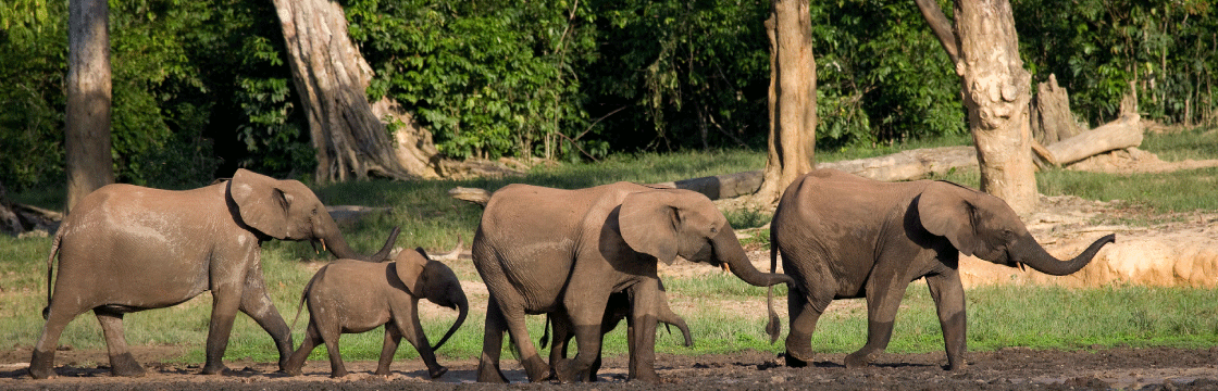 Genotyping dung advances conservation of endangered forest elephants