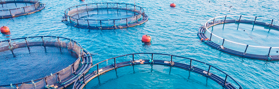 Genetic solutions to infectious diseases in aquaculture