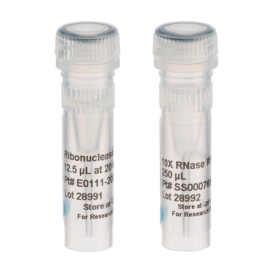 Ribonuclease-R-29