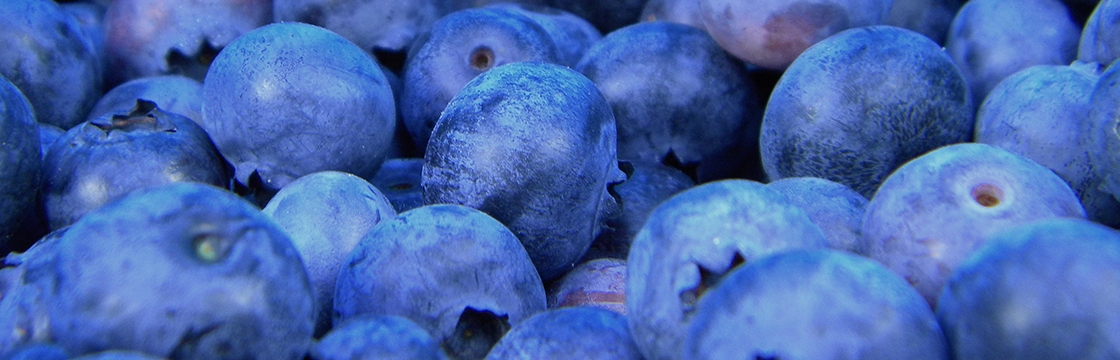 US Dept of Agriculture dives into blueberry and cranberry genotyping