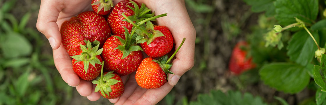 Enhancing strawberry breeding with predictive models, marker-assisted selection and genotyping automation