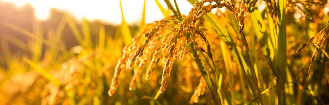Accelerating rice improvement in South Asia