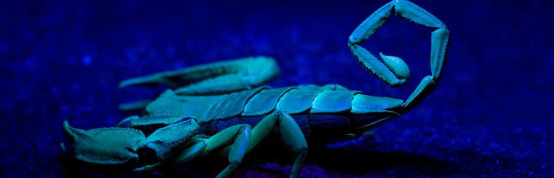Killer probes for qPCR: what is a Scorpions Primer?
