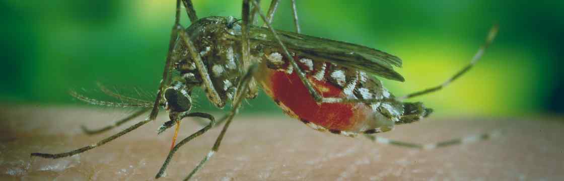 qPCR-based molecular diagnostics at the forefront of Zika surveillance